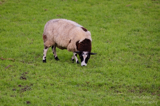 Dutch_sheep_north_holland_nature_nederland_Landscape_Photography_003_Canon_EOS_5D_Mark_IV.JPG