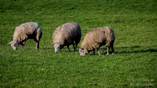 Dutch_sheep_north_holland_nature_nederland_Landscape_Photography_004_Canon_EOS_5D_Mark_IV.JPG