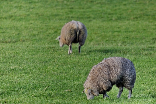 Dutch_sheep_north_holland_nature_nederland_Landscape_Photography_005_Canon_EOS_5D_Mark_IV.JPG