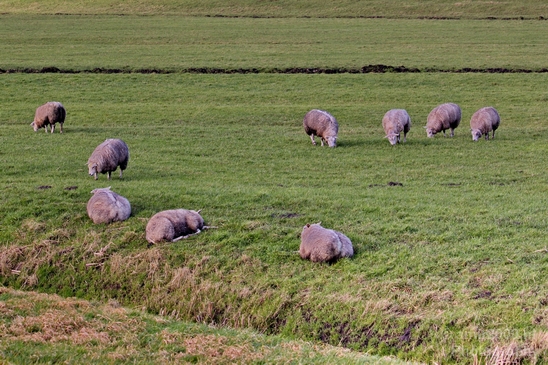 Dutch_sheep_north_holland_nature_nederland_Landscape_Photography_006_Canon_EOS_5D_Mark_IV.JPG