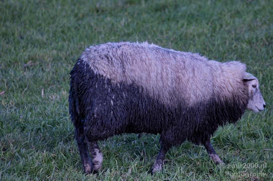 Dutch_sheep_north_holland_nature_nederland_Landscape_Photography_007_Canon_EOS_5D_Mark_IV.JPG