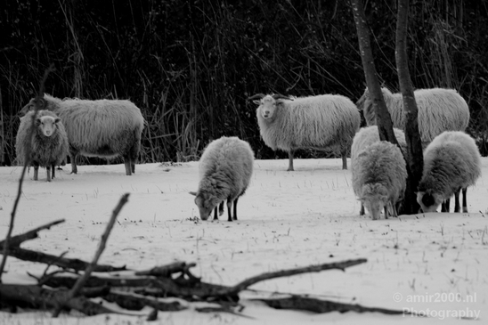 Dutch_sheep_north_holland_nature_nederland_Landscape_Photography_008_Canon_EOS_5D_Mark_IV.JPG