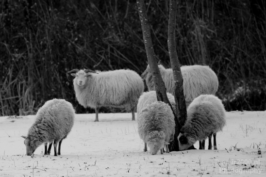 Dutch_sheep_north_holland_nature_nederland_Landscape_Photography_009_Canon_EOS_5D_Mark_IV.JPG