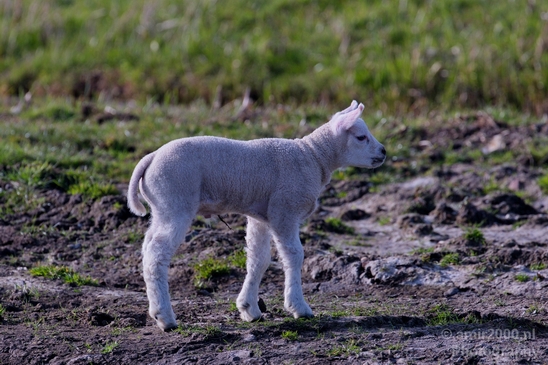 Dutch_sheep_north_holland_nature_nederland_Landscape_Photography_010_Canon_EOS_5D_Mark_IV.JPG