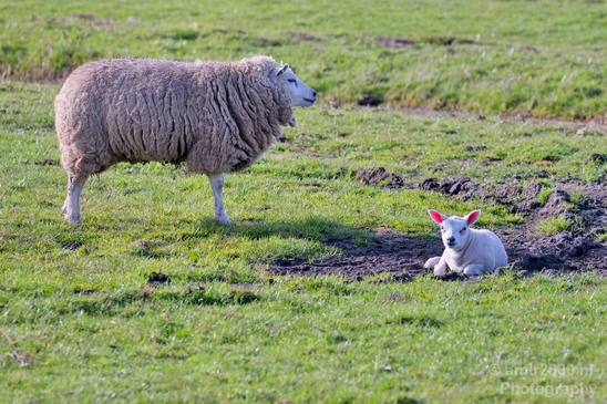 Dutch_sheep_north_holland_nature_nederland_Landscape_Photography_012_Canon_EOS_5D_Mark_IV.JPG