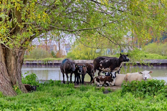 Dutch_sheep_north_holland_nature_nederland_Landscape_Photography_013_Canon_EOS_5D_Mark_IV.JPG