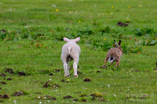 Dutch_sheep_north_holland_nature_nederland_Landscape_Photography_015_Canon_EOS_5D_Mark_IV.JPG