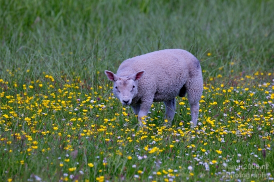 Dutch_sheep_north_holland_nature_nederland_Landscape_Photography_016_Canon_EOS_5D_Mark_IV.JPG