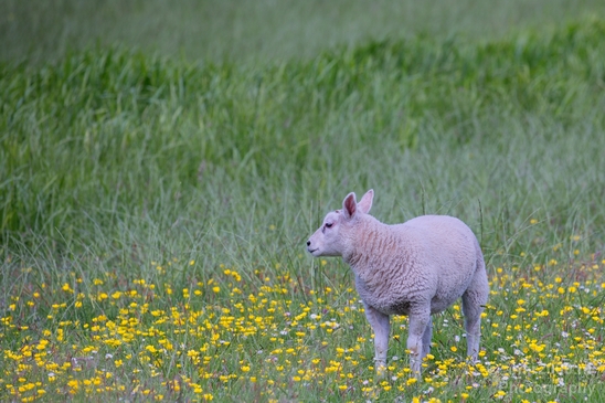 Dutch_sheep_north_holland_nature_nederland_Landscape_Photography_017_Canon_EOS_5D_Mark_IV.JPG