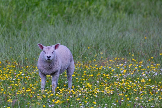 Dutch_sheep_north_holland_nature_nederland_Landscape_Photography_018_Canon_EOS_5D_Mark_IV.JPG