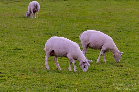 Dutch_sheep_north_holland_nature_nederland_Landscape_Photography_019_Canon_EOS_5D_Mark_IV.JPG