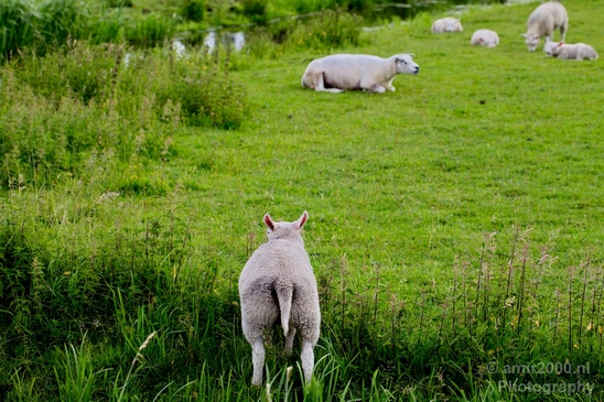 Dutch_sheep_north_holland_nature_nederland_Landscape_Photography_020_Canon_EOS_5D_Mark_IV.JPG