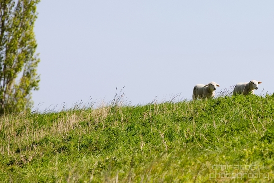Dutch_sheep_north_holland_nature_nederland_Landscape_Photography_023_Canon_EOS_5D_Mark_IV.JPG