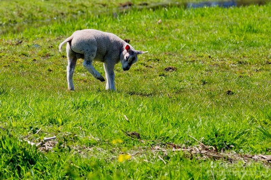 Dutch_sheep_north_holland_nature_nederland_Landscape_Photography_024_Canon_EOS_5D_Mark_IV.JPG