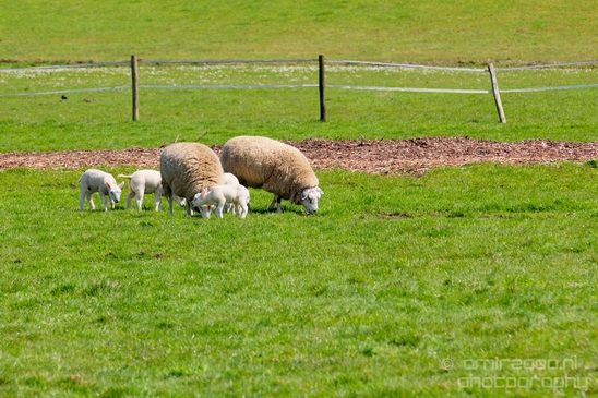 Dutch_sheep_north_holland_nature_nederland_Landscape_Photography_026_Canon_EOS_5D_Mark_IV.JPG