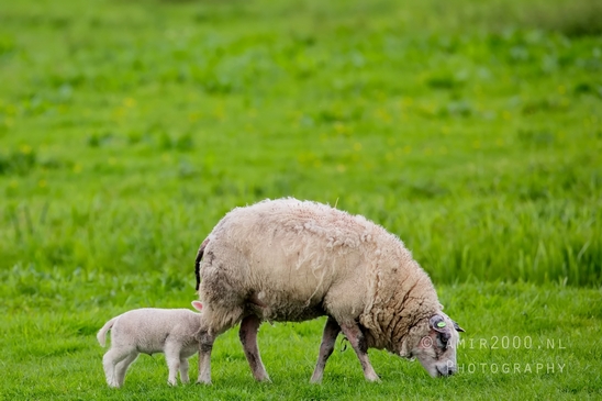 Dutch_sheep_north_holland_nature_nederland_Landscape_Photography_027_Canon_EOS_5D_Mark_IV.JPG