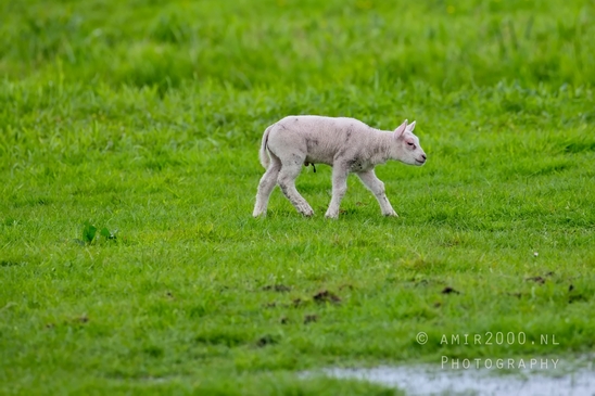 Dutch_sheep_north_holland_nature_nederland_Landscape_Photography_028_Canon_EOS_5D_Mark_IV.JPG