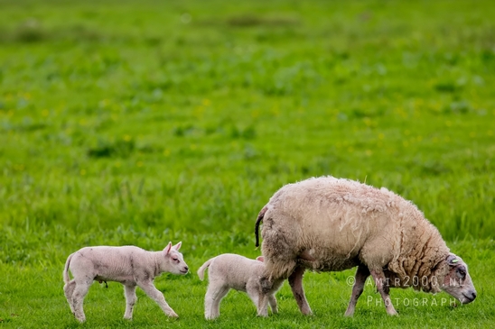 Dutch_sheep_north_holland_nature_nederland_Landscape_Photography_029_Canon_EOS_5D_Mark_IV.JPG