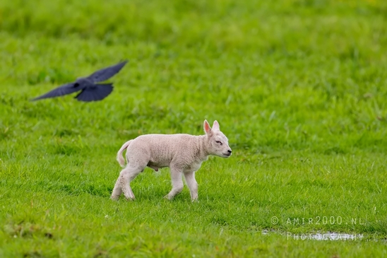 Dutch_sheep_north_holland_nature_nederland_Landscape_Photography_030_Canon_EOS_5D_Mark_IV.JPG