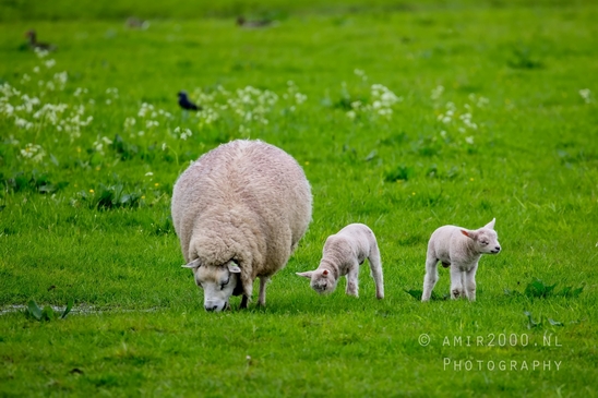 Dutch_sheep_north_holland_nature_nederland_Landscape_Photography_031_Canon_EOS_5D_Mark_IV.JPG