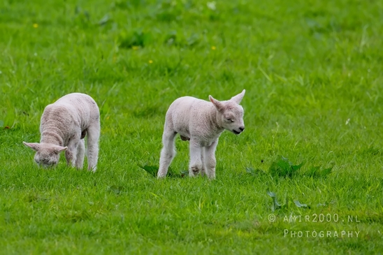 Dutch_sheep_north_holland_nature_nederland_Landscape_Photography_032_Canon_EOS_5D_Mark_IV.JPG
