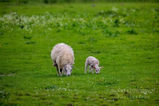 Dutch_sheep_north_holland_nature_nederland_Landscape_Photography_033_Canon_EOS_5D_Mark_IV.JPG