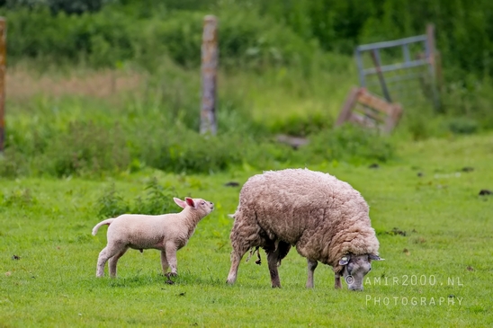 Dutch_sheep_north_holland_nature_nederland_Landscape_Photography_034_Canon_EOS_5D_Mark_IV.JPG