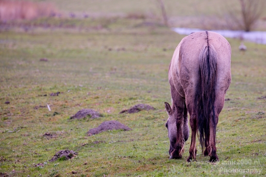 Dutch_wild_horse_north_holland_nature_nederland_Landscape_Photography_001_Canon_EOS_5D_Mark_IV.JPG