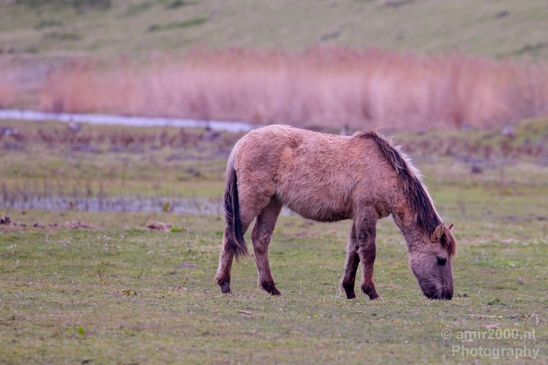 Dutch_wild_horse_north_holland_nature_nederland_Landscape_Photography_002_Canon_EOS_5D_Mark_IV.JPG