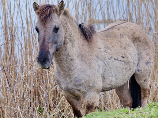 Dutch_wild_horse_north_holland_nature_nederland_Landscape_Photography_003_Canon_EOS_5D_Mark_IV.JPG