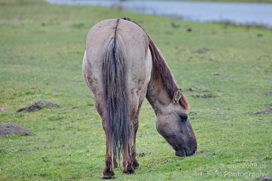 Dutch_wild_horse_north_holland_nature_nederland_Landscape_Photography_004_Canon_EOS_5D_Mark_IV.JPG