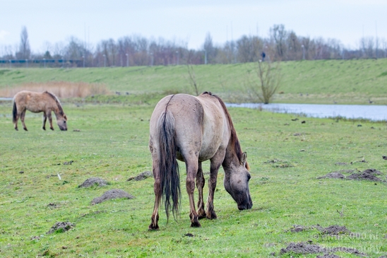 Dutch_wild_horse_north_holland_nature_nederland_Landscape_Photography_005_Canon_EOS_5D_Mark_IV.JPG