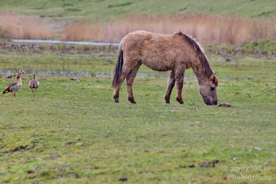 Dutch_wild_horse_north_holland_nature_nederland_Landscape_Photography_006_Canon_EOS_5D_Mark_IV.JPG