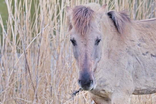 Dutch_wild_horse_north_holland_nature_nederland_Landscape_Photography_007_Canon_EOS_5D_Mark_IV.JPG