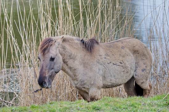Dutch_wild_horse_north_holland_nature_nederland_Landscape_Photography_008_Canon_EOS_5D_Mark_IV.JPG