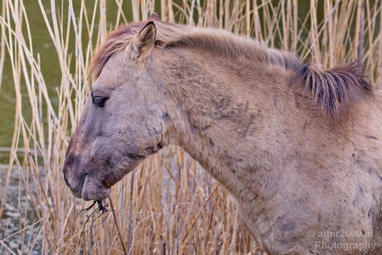 Dutch_wild_horse_north_holland_nature_nederland_Landscape_Photography_009_Canon_EOS_5D_Mark_IV.JPG
