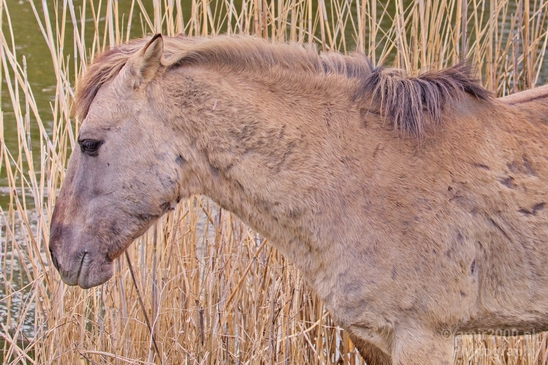 Dutch_wild_horse_north_holland_nature_nederland_Landscape_Photography_010_Canon_EOS_5D_Mark_IV.JPG
