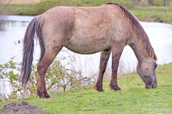 Dutch_wild_horse_north_holland_nature_nederland_Landscape_Photography_011_Canon_EOS_5D_Mark_IV.JPG