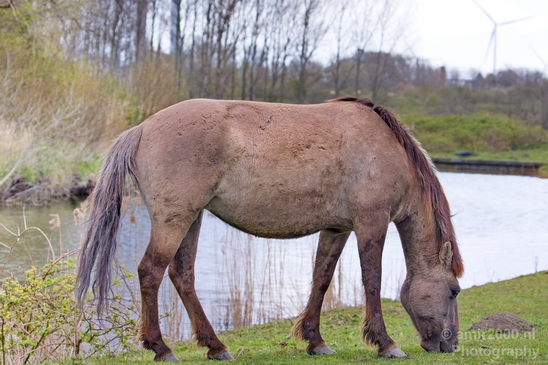 Dutch_wild_horse_north_holland_nature_nederland_Landscape_Photography_012_Canon_EOS_5D_Mark_IV.JPG
