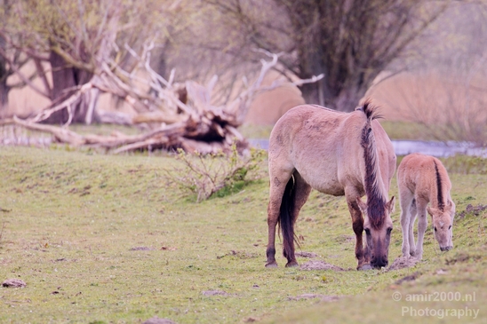 Dutch_wild_horse_north_holland_nature_nederland_Landscape_Photography_013_Canon_EOS_5D_Mark_IV.JPG