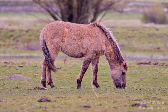 Dutch_wild_horse_north_holland_nature_nederland_Landscape_Photography_014_Canon_EOS_5D_Mark_IV.JPG