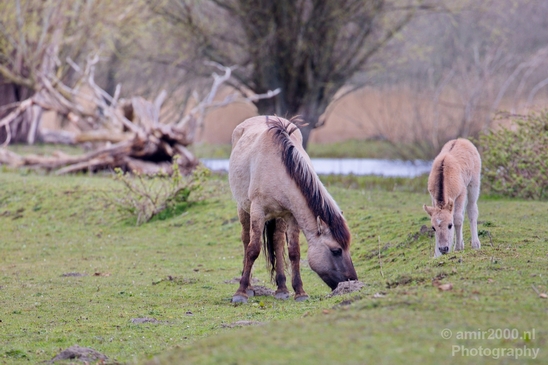 Dutch_wild_horse_north_holland_nature_nederland_Landscape_Photography_015_Canon_EOS_5D_Mark_IV.JPG