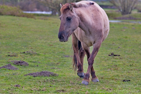 Dutch_wild_horse_north_holland_nature_nederland_Landscape_Photography_016_Canon_EOS_5D_Mark_IV.JPG