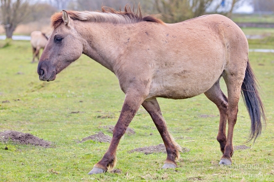 Dutch_wild_horse_north_holland_nature_nederland_Landscape_Photography_017_Canon_EOS_5D_Mark_IV.JPG