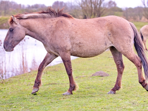 Dutch_wild_horse_north_holland_nature_nederland_Landscape_Photography_018_Canon_EOS_5D_Mark_IV.JPG