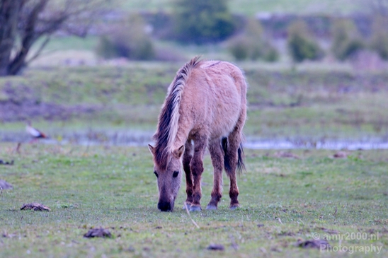 Dutch_wild_horse_north_holland_nature_nederland_Landscape_Photography_019_Canon_EOS_5D_Mark_IV.JPG