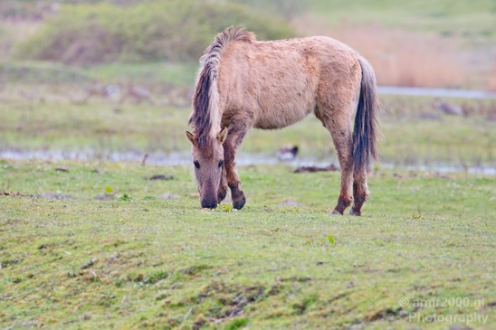 Dutch_wild_horse_north_holland_nature_nederland_Landscape_Photography_020_Canon_EOS_5D_Mark_IV.JPG