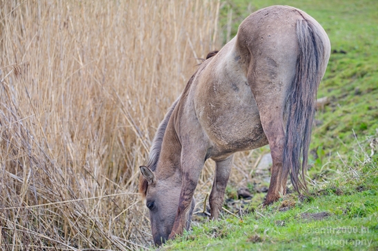 Dutch_wild_horse_north_holland_nature_nederland_Photography_Landscape_001_Canon_EOS_5D_Mark_IV.JPG