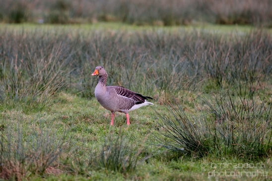 Egyptian_Goose_Gans_nature_winter_north_holland_Landscape_Photography_001_Canon_EOS_5D_Mark_IV.JPG