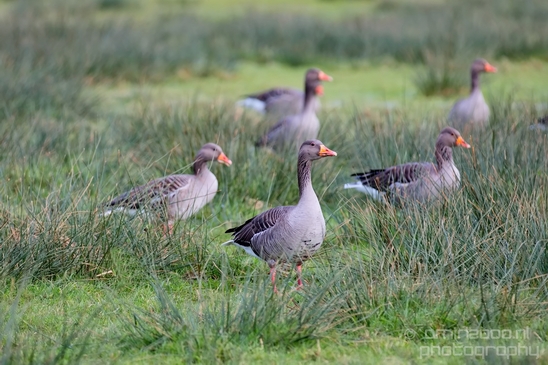 Egyptian_Goose_Gans_nature_winter_north_holland_Landscape_Photography_002_Canon_EOS_5D_Mark_IV.JPG
